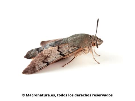 polilla esfinge|Macroglossum stellatarum .